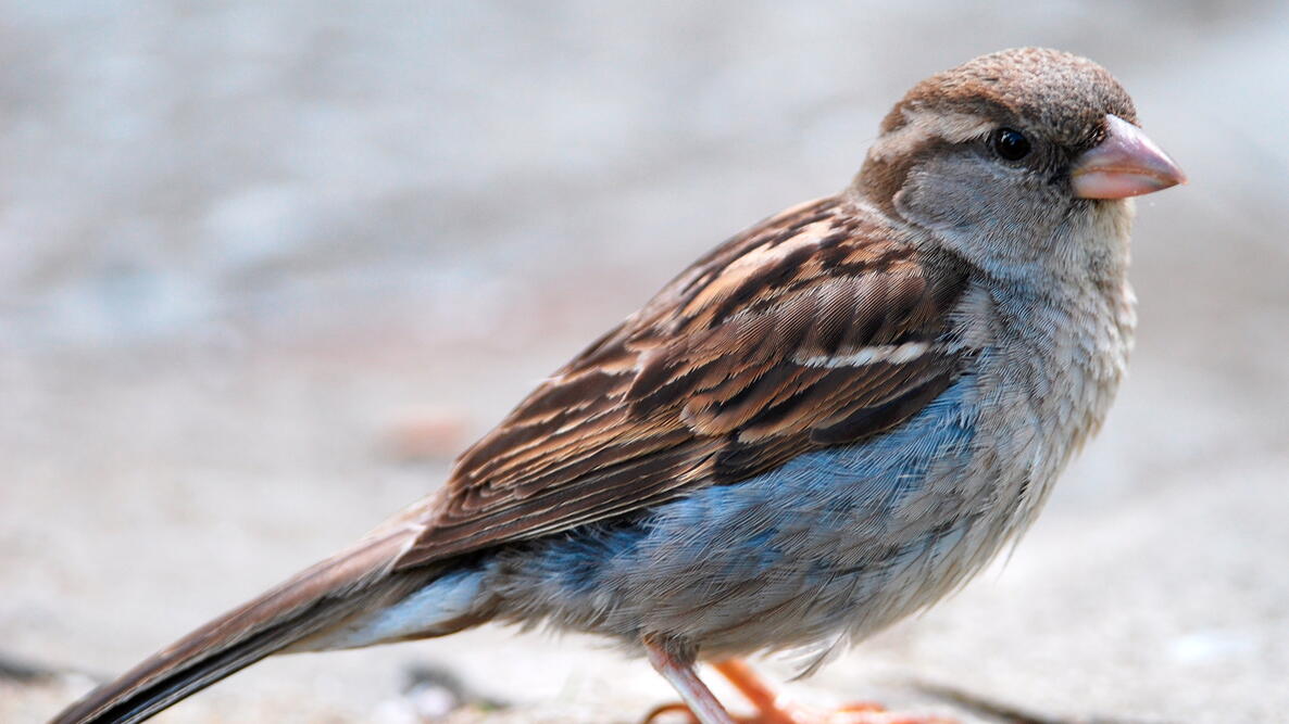 House Sparrow Bird standing on rock