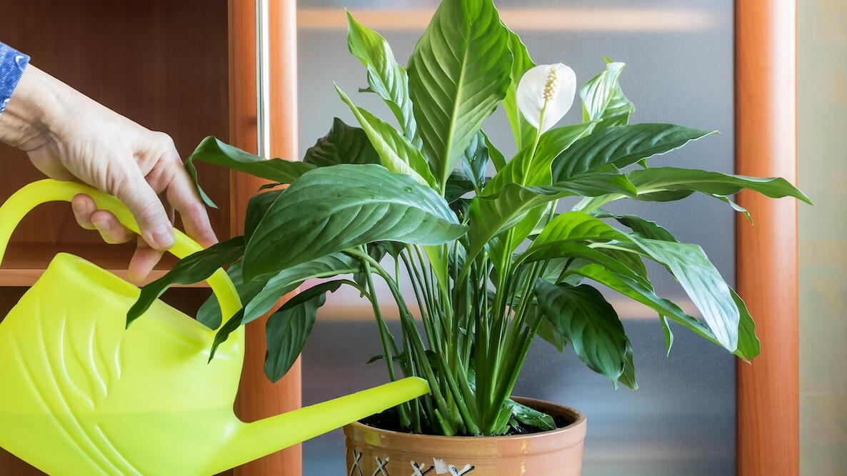 Feeding Houseplants