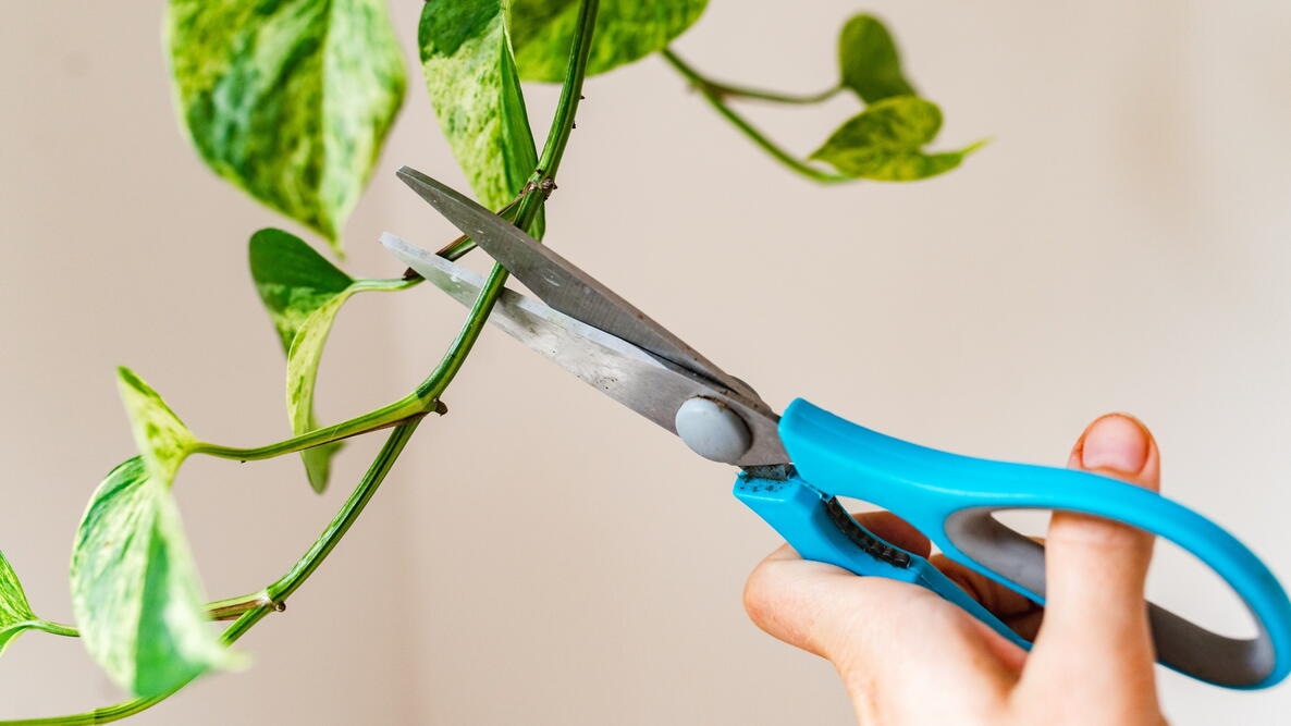 propagation cutting