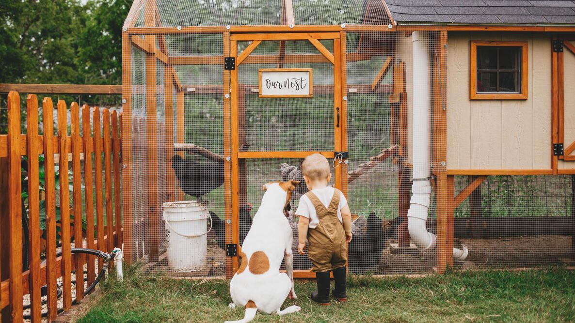 Toddler and Dog looking at Backyard Chicken Coop