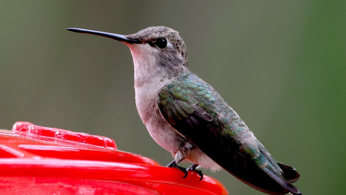 hummingbird on a feeder