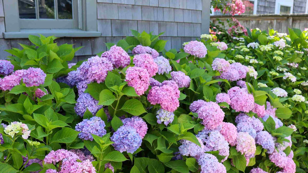 Pink, purple, and blue hydrangeas blooming beside a weathered shingled coastal home