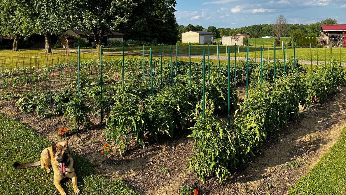 A dog lays down next to a small garden in the middle of a field 