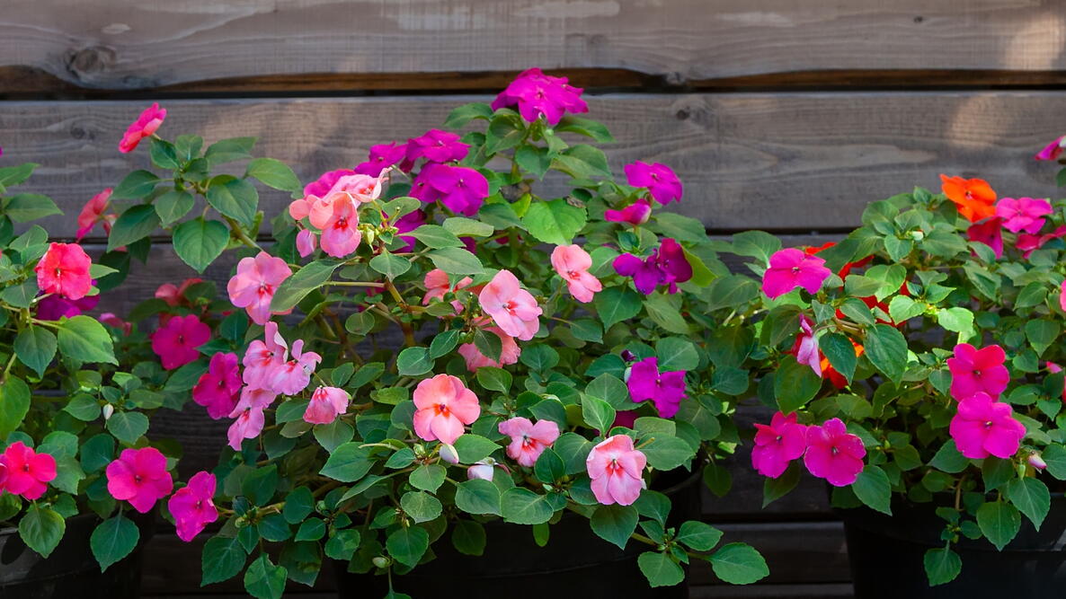 How To Grow Impatiens Planting Care Shade Garden Tips How To Grow Impatiens Planting Care Shade Garden Tips