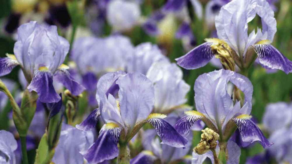 purple iris flowers, white irises