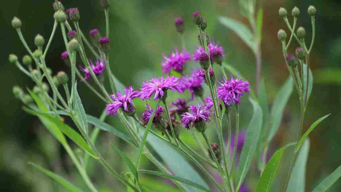 Vernonia crinita. Violet flower in the garden.