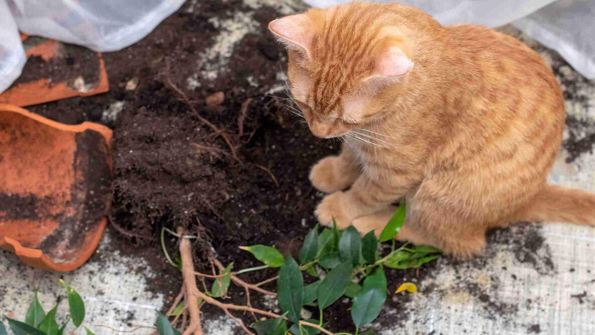 Kitten knocking over plant