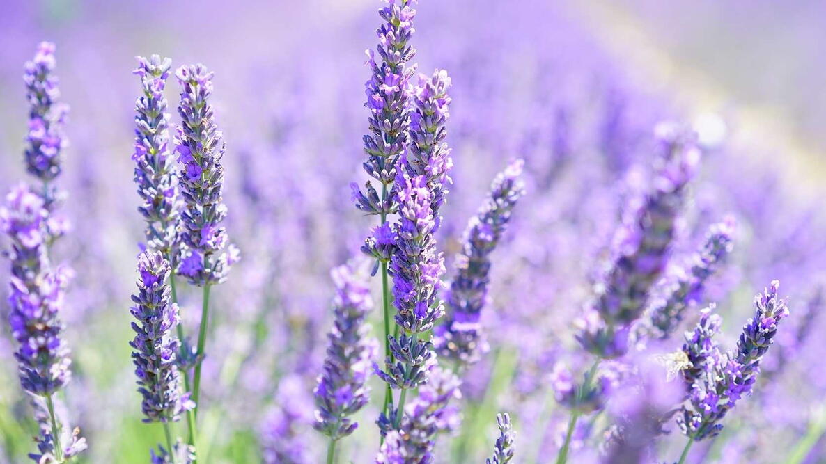 beautiful purple lavender flowers in a field of lavender 