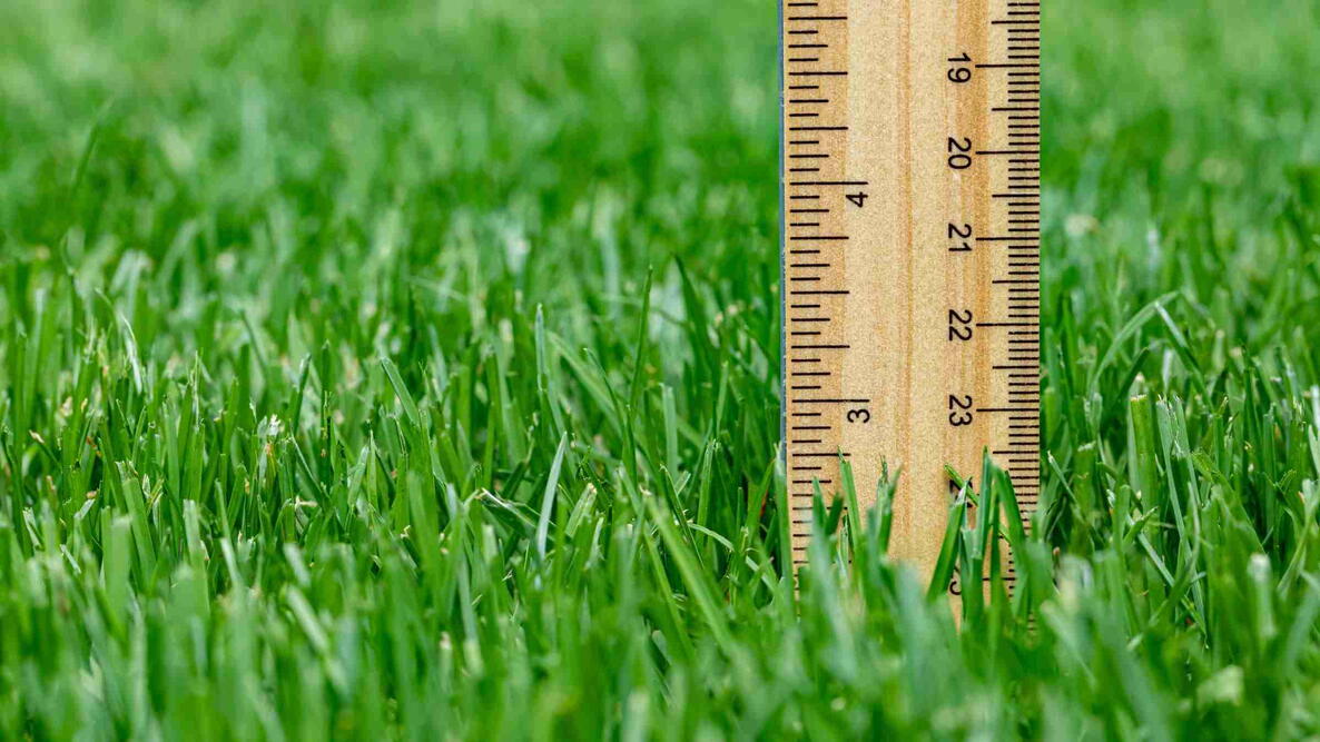 A ruler in a bed of grass