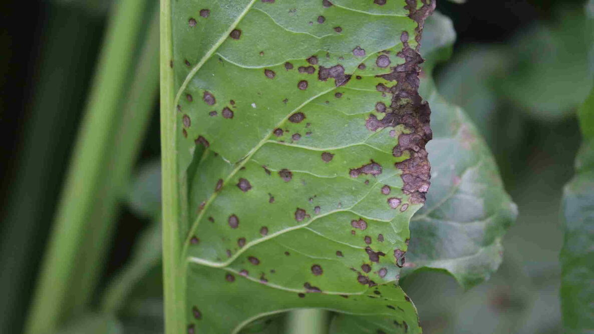 Cercospora leaf spot (Cercospora beticola). 