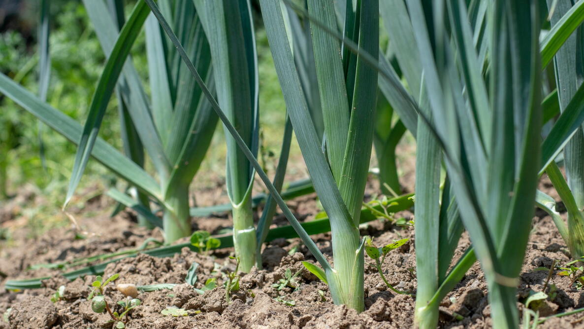 Leeks in ground