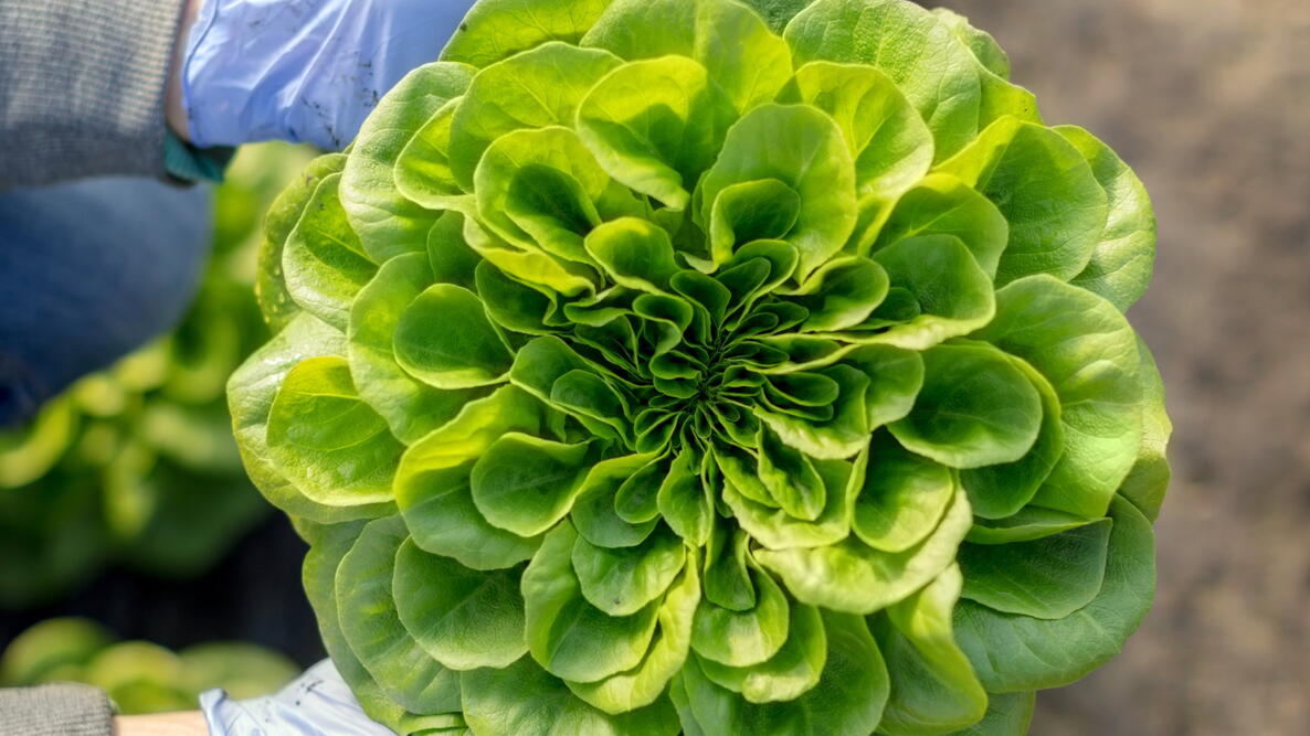 beautiful green head of lettuce being held in the garden