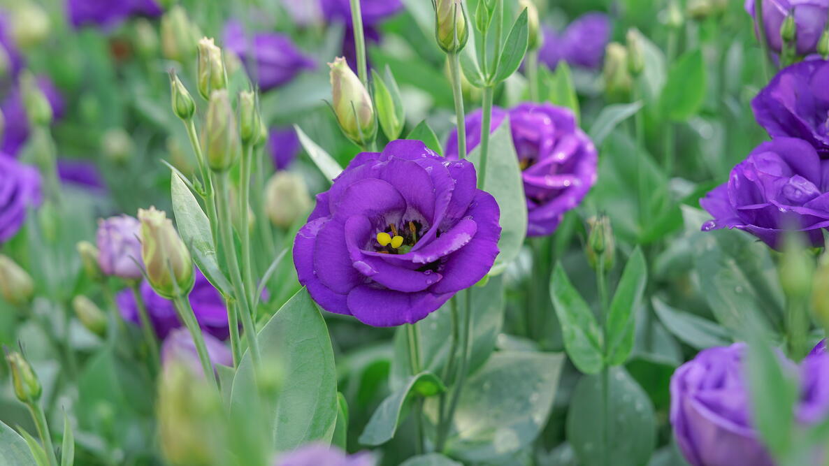 Lisianthus Purple