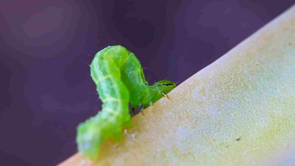Cabbage Looper Moth Caterpillar (Trichoplusia ni) on a green and red succulent leaf.