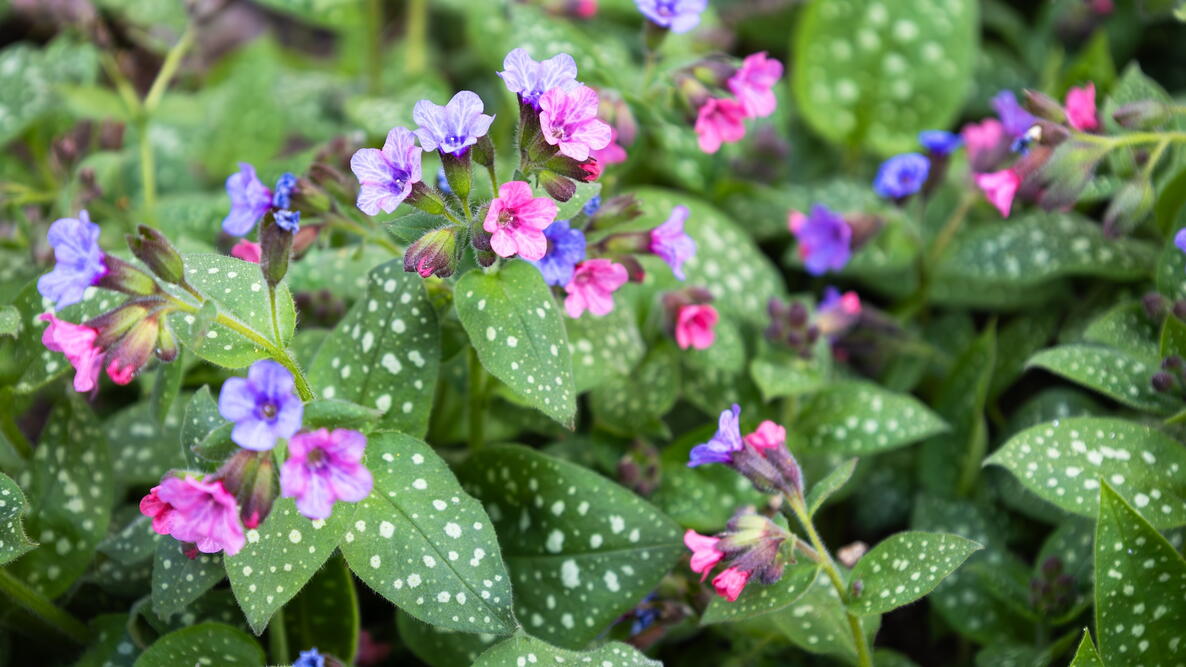 Blossom of bright Pulmonaria in spring. Lungwort. Flowers of different shades of violet in one inflorescence.