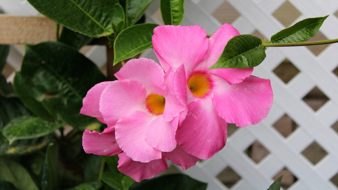 Mandevilla Vines