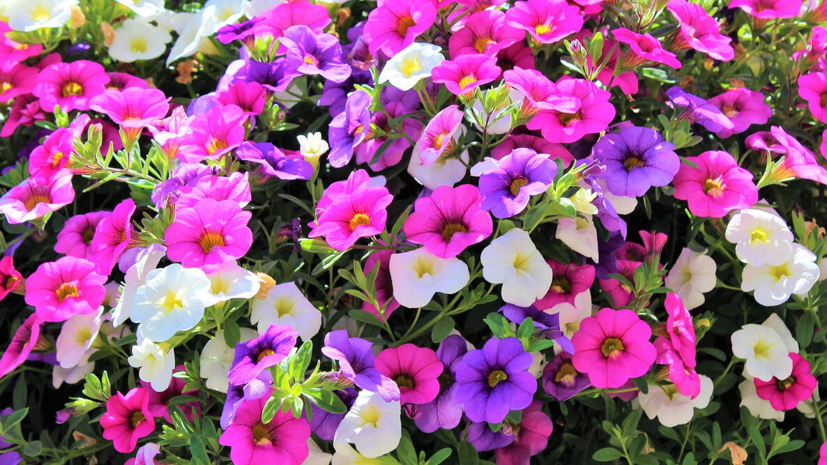 Million Bells bloom in multiple colors in a hanging basket