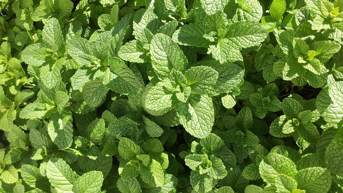 fresh mint leaves growing in the garden