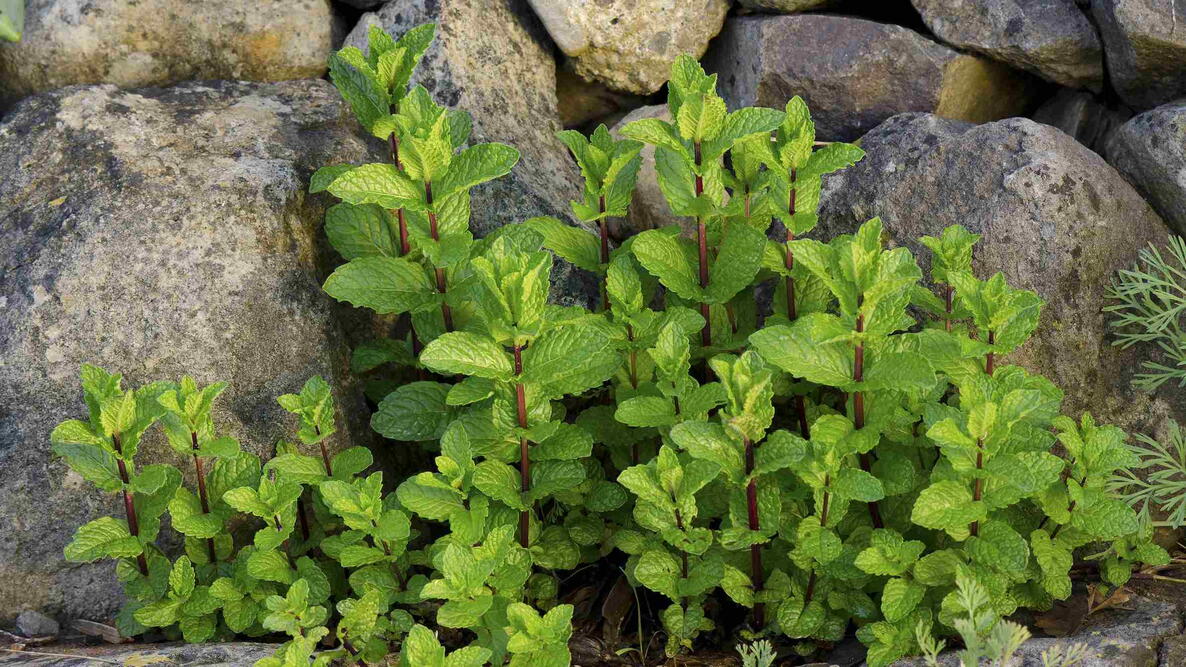 mint plant sprouts 