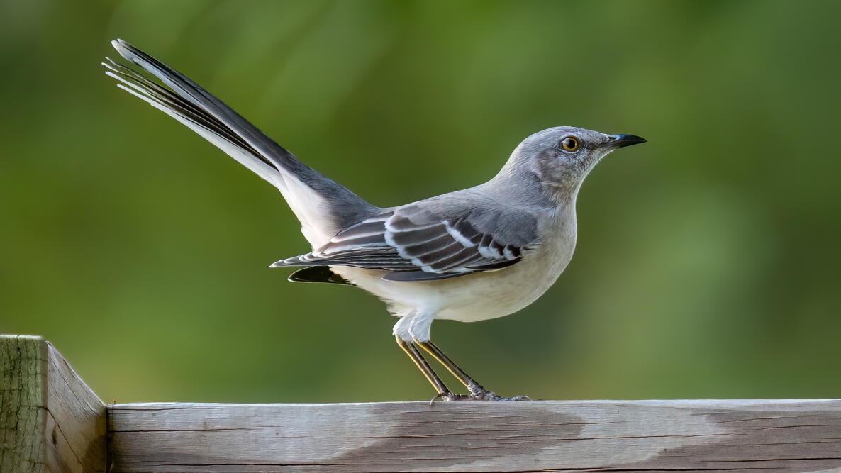 Northern Mockingbird