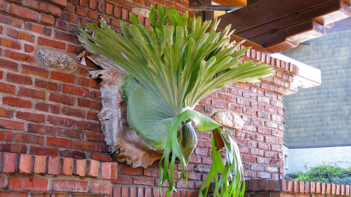 A Staghorn Fern mounted on a brick wall as living wall decor.