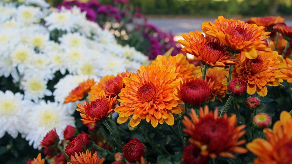 orange mums, white mums, and purple mums in the garden center