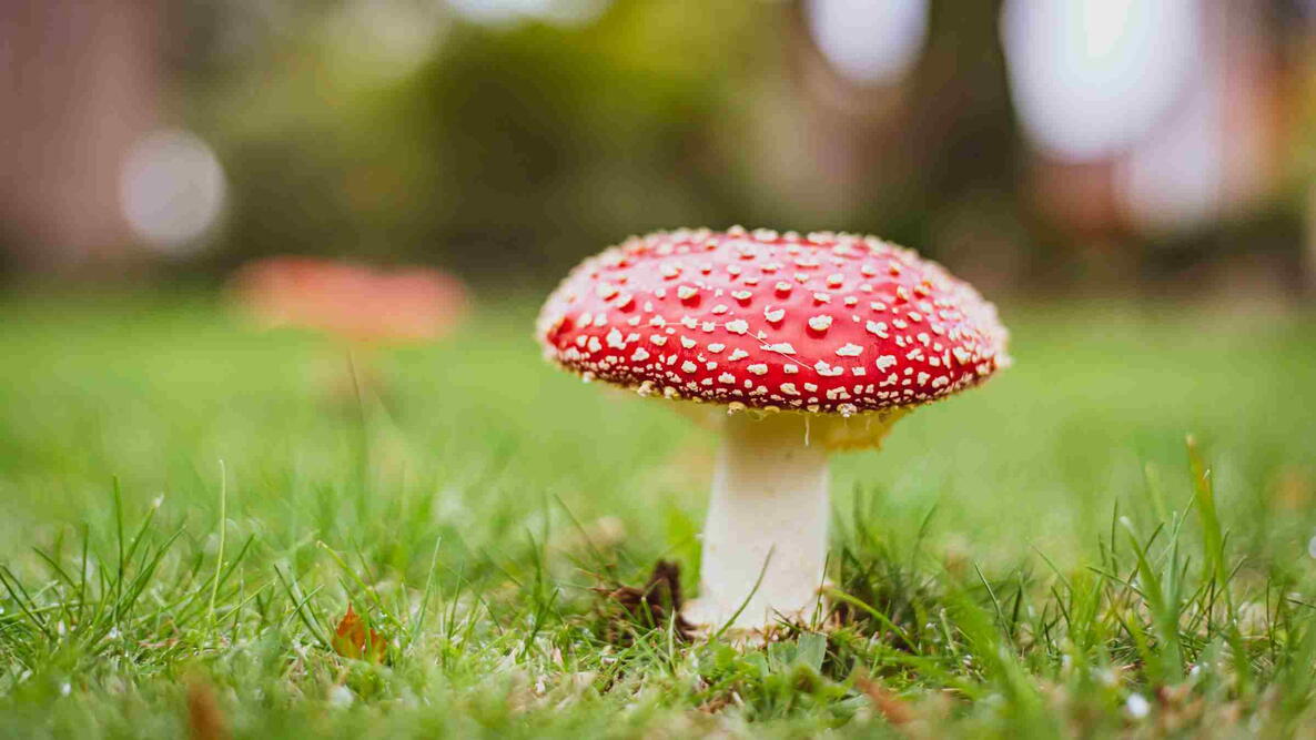 Red mushroom in lawn