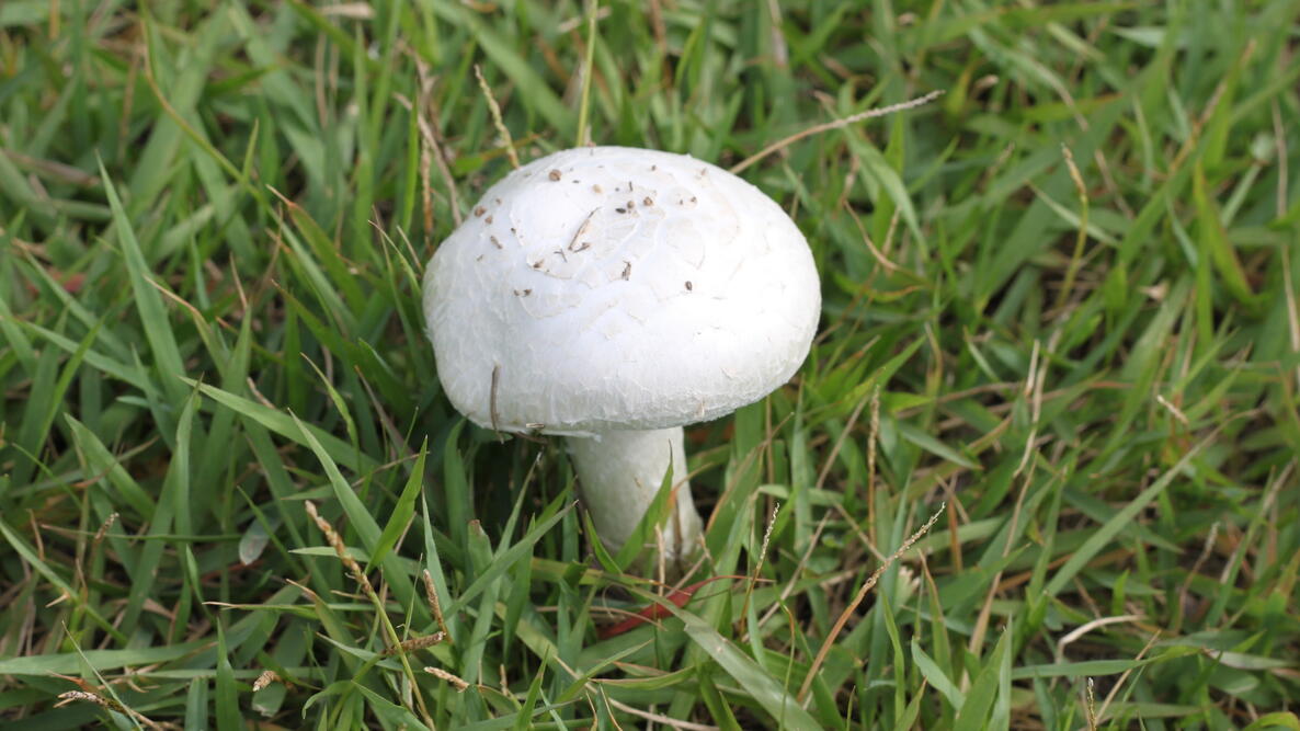 white mushroom in lawn