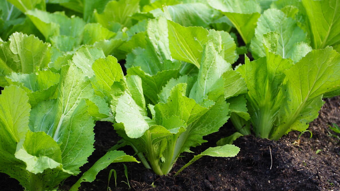 Growing Mustard Greens in the garden