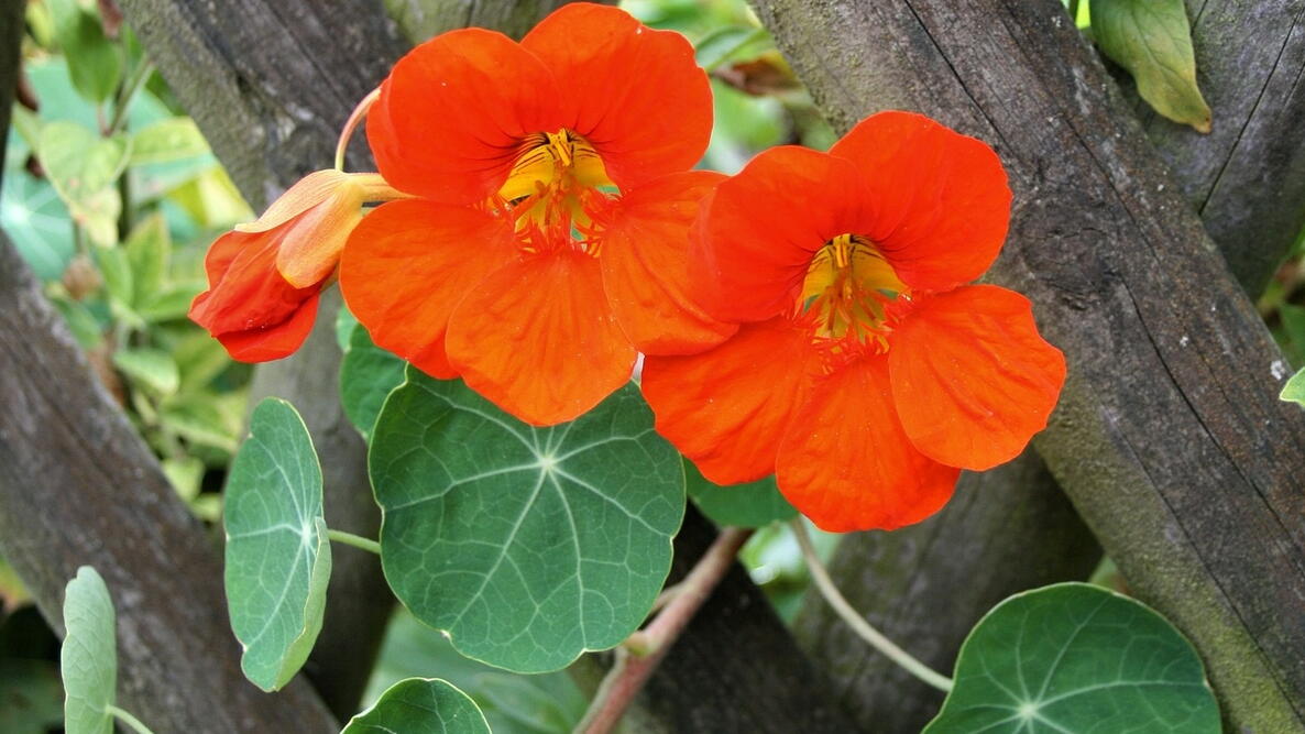Nasturtium flower with round green leaves
