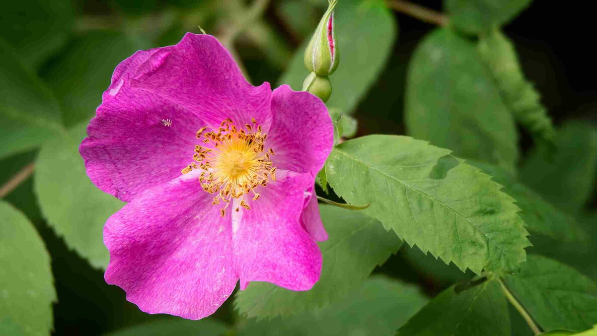 Close-up of a pink Nootka rose (Rosa nutkana) bloom with green leaves