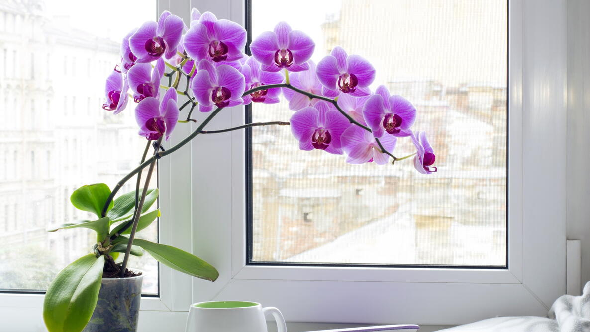 Pink orchid in pot
