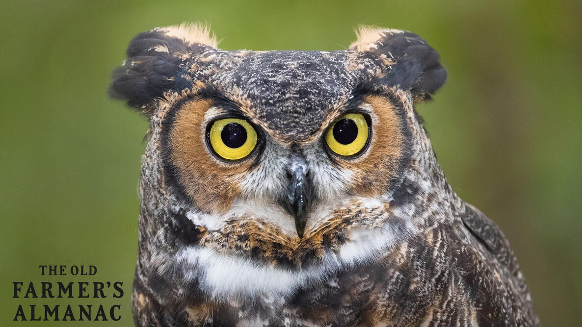 close-up of a great horned owl