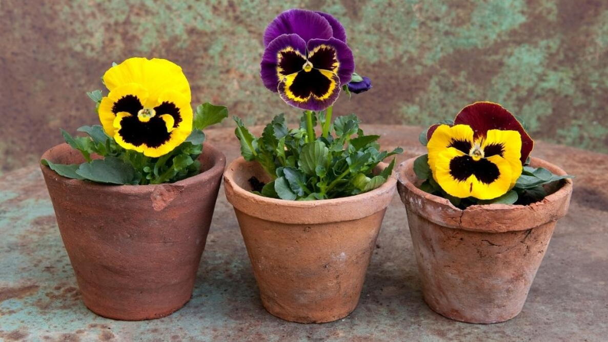 yellow and purple pansies in terracotta pots