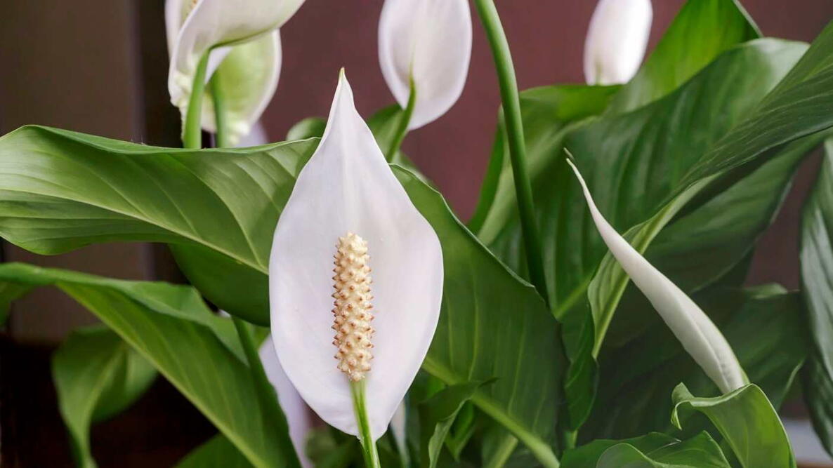 close up of a peace lily flower with greenery and foliage