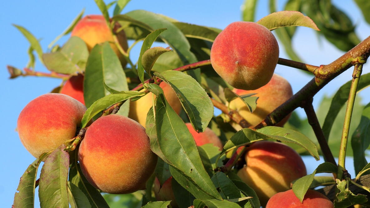 Juicy peaches hanging on a branch in the orchard