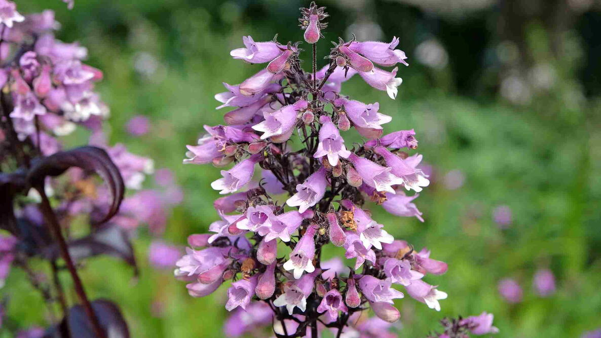 Pink and white Penstemon digitalis ‘Dakota Burgundy’ in flower.