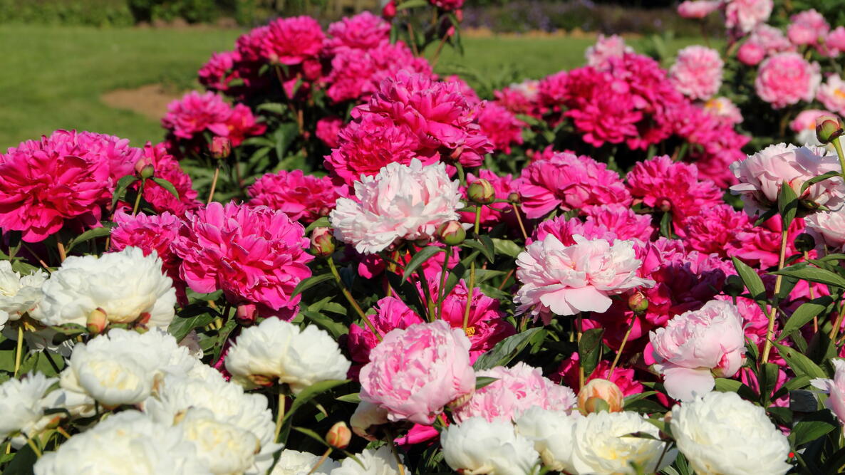 peony garden in bloom with red, pink, magenta, and white flowers