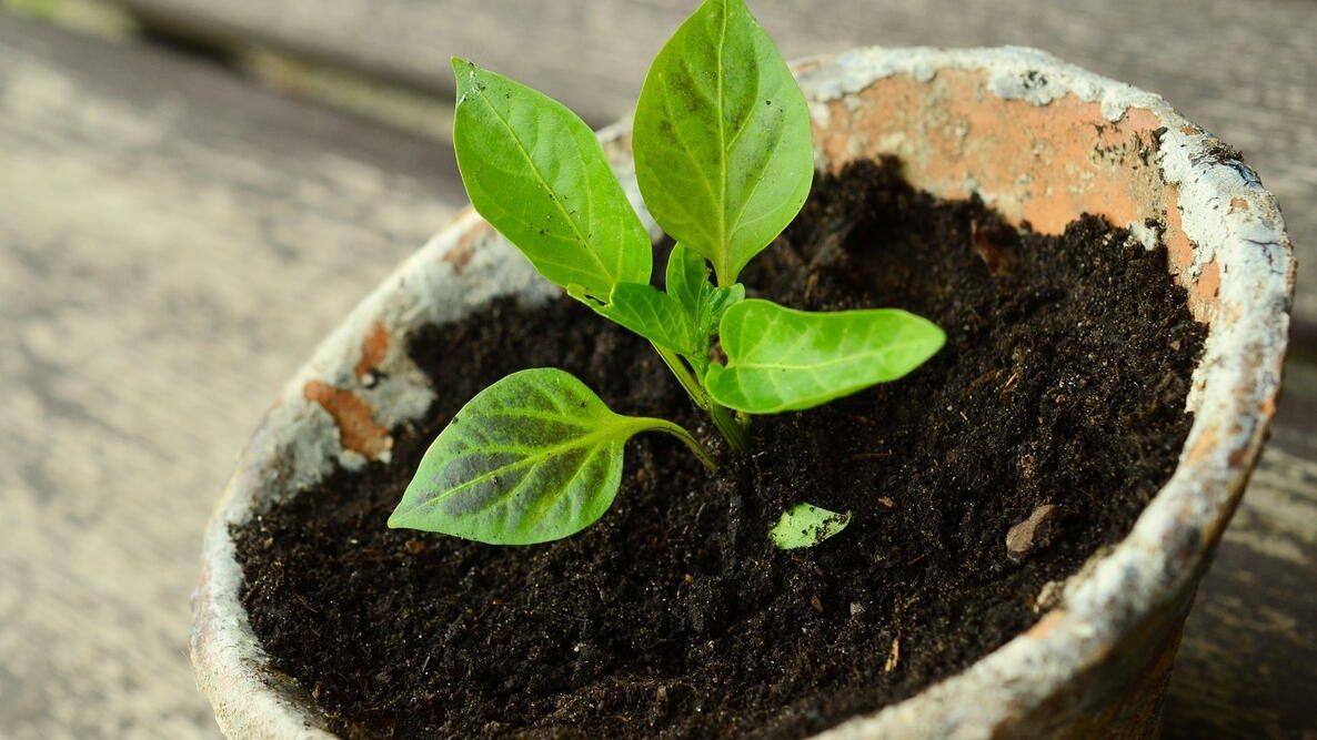 pepper seedling growing in an aged terracotta pot