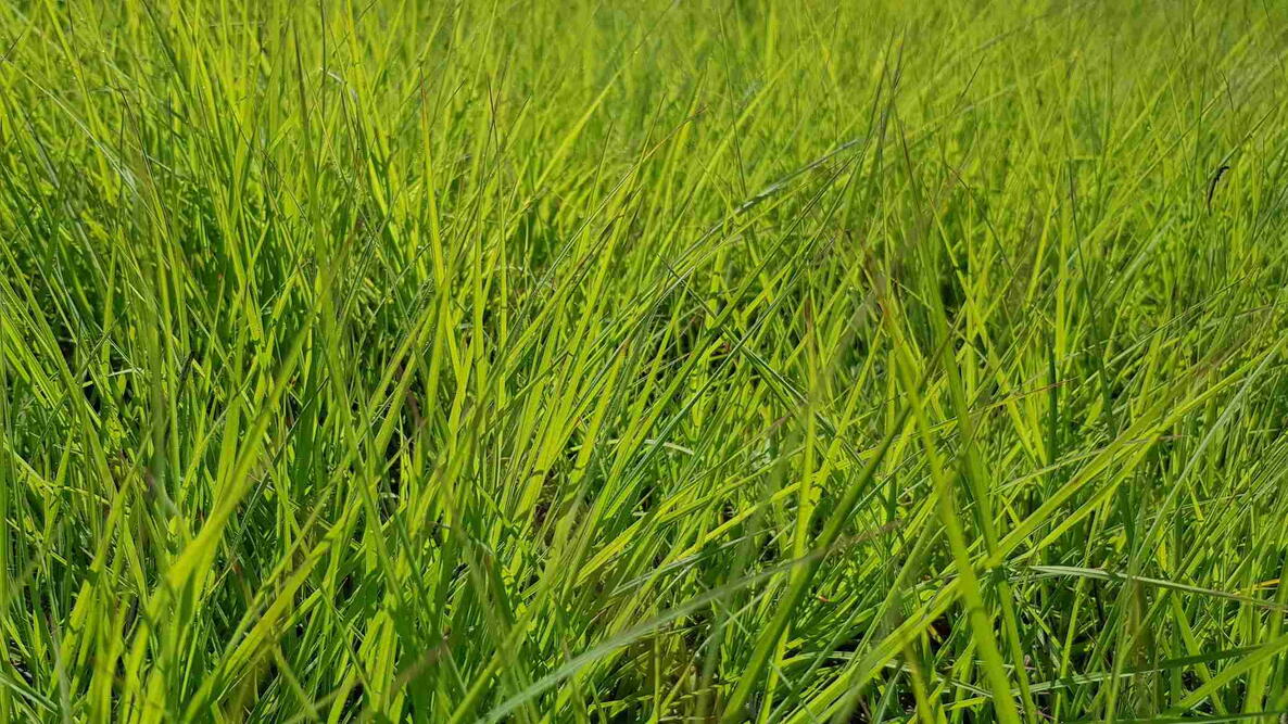 Closeup of perennial ryegrass