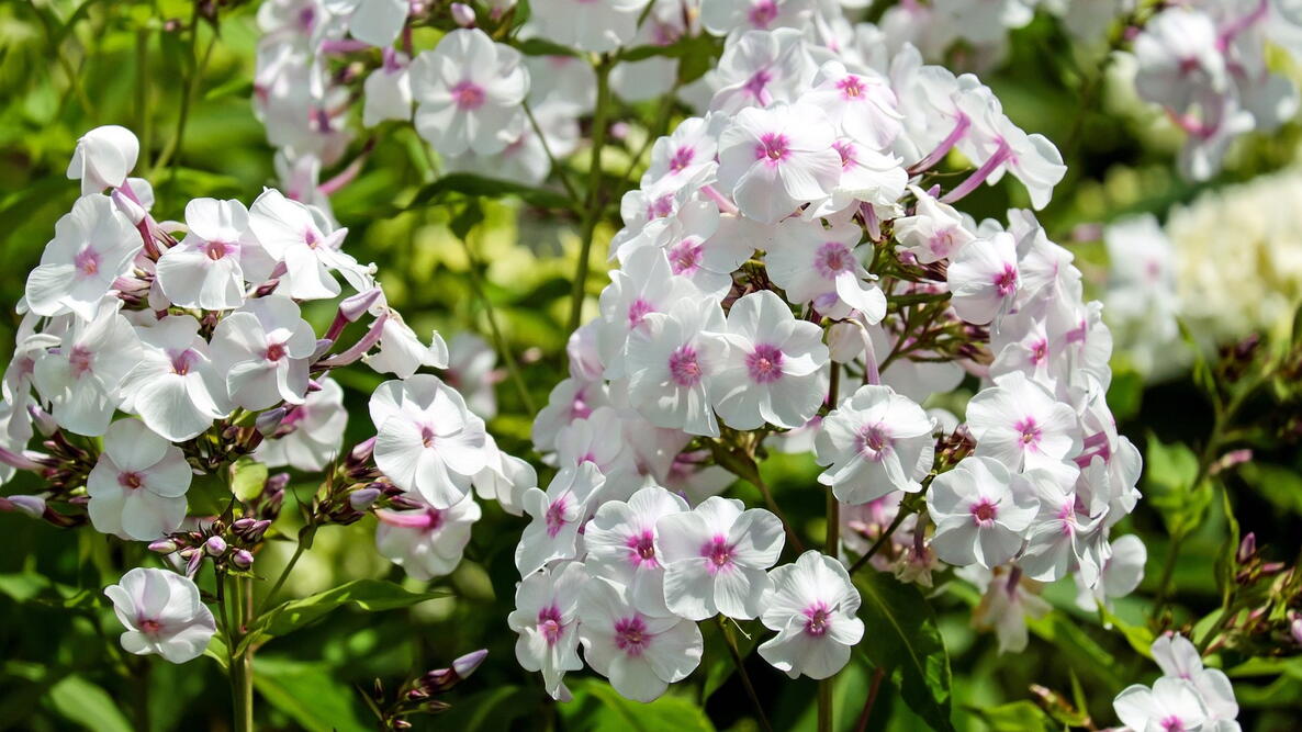 white phlox flowers