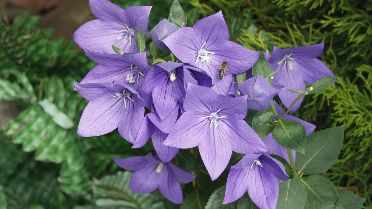 Balloon plant flowers 