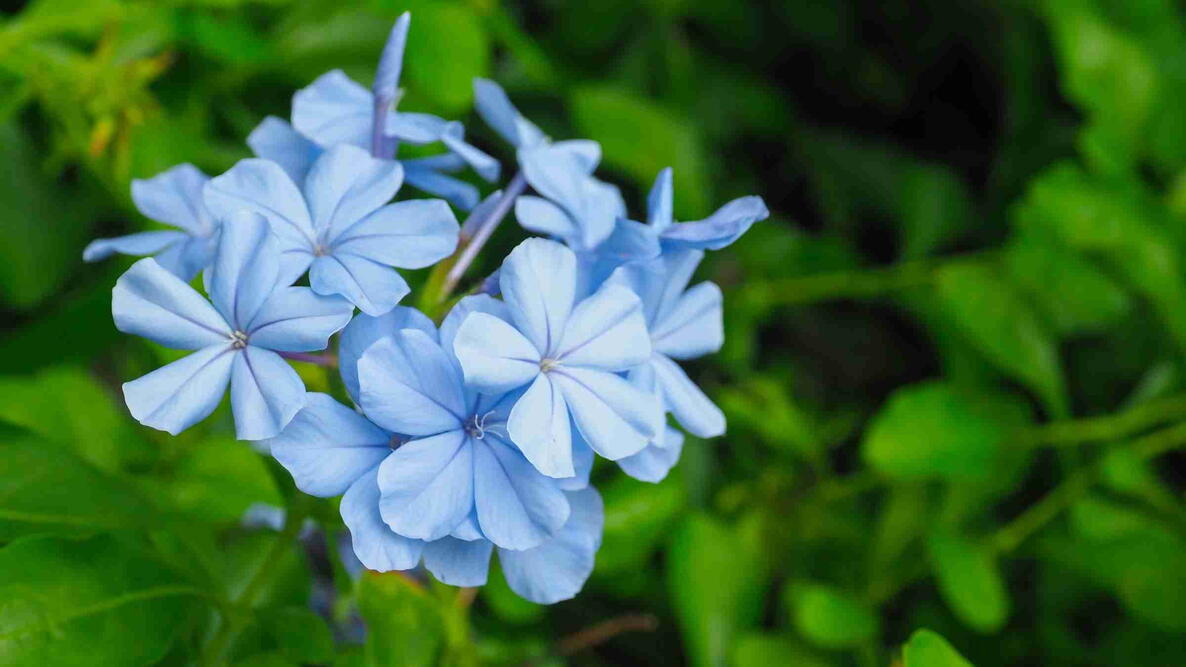 Plumbago Flower