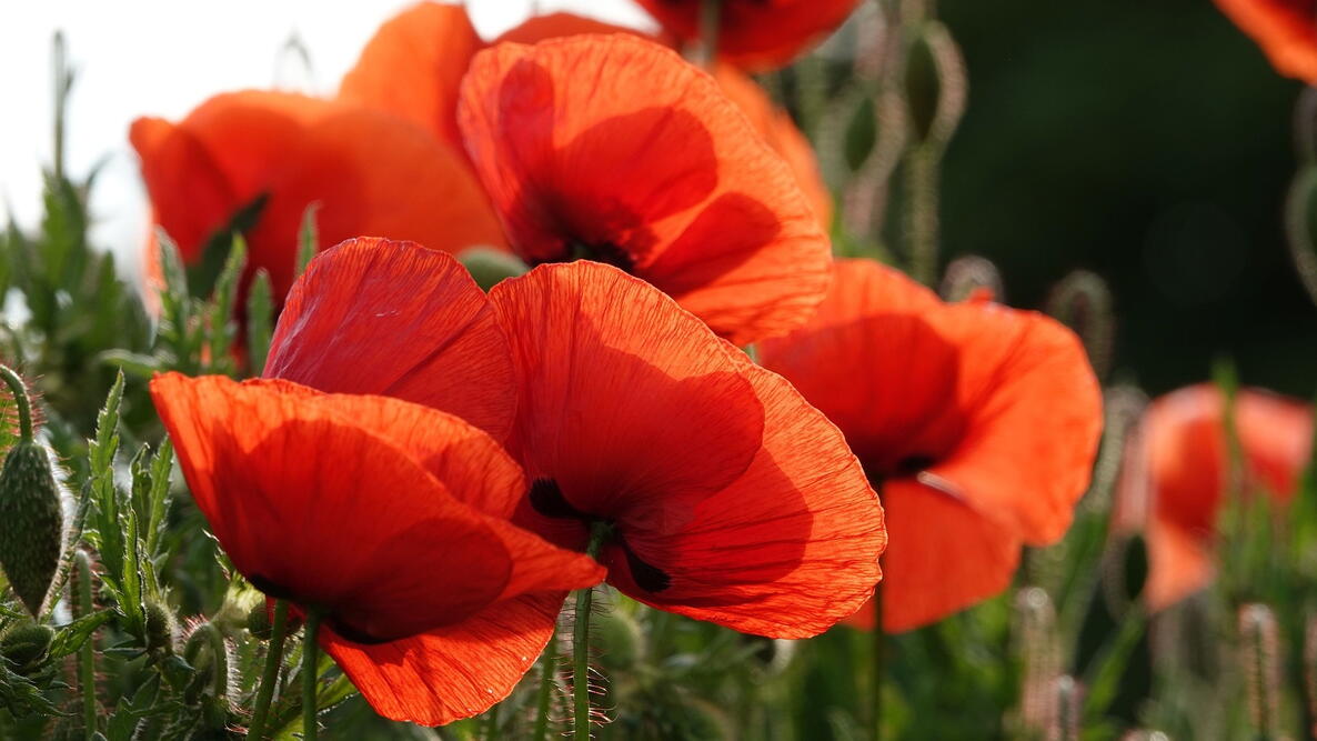 Close-up of orange poppies 