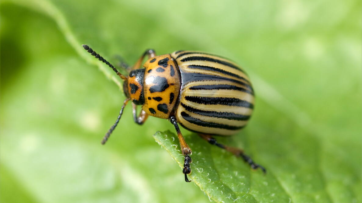 colorado potato beetle