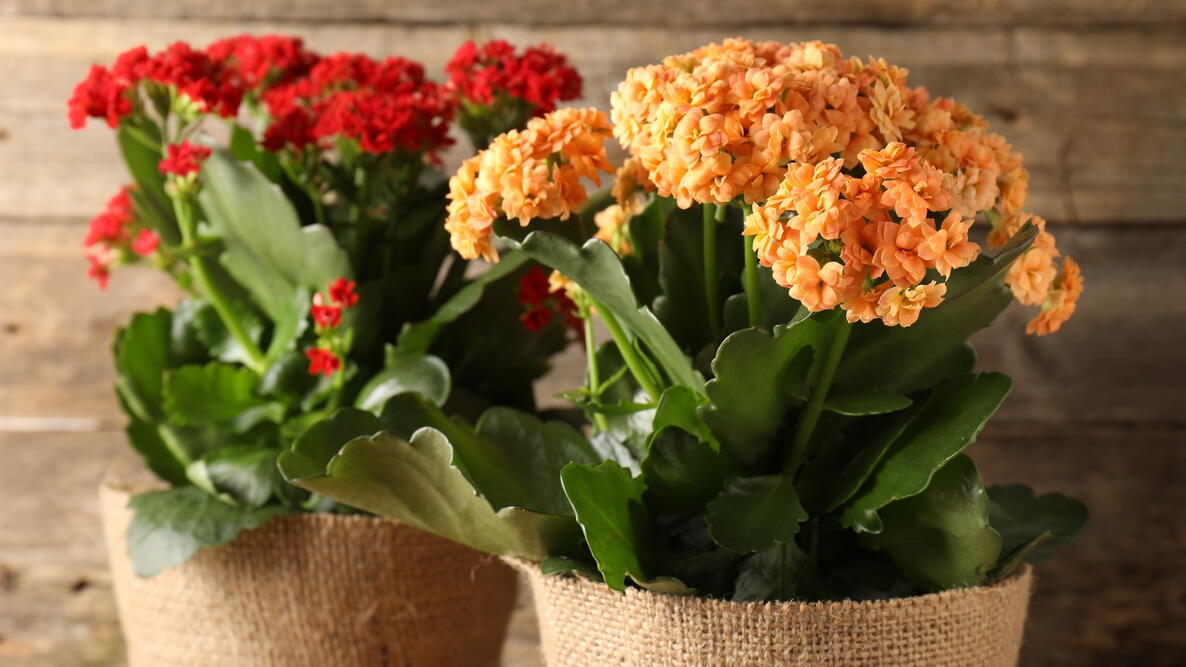 Two Kalanchoe houseplants in pots