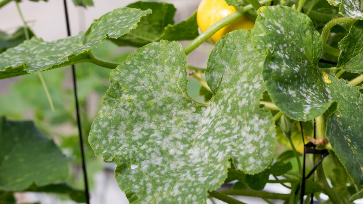 powdery mildew plant disease on a yellow summer squash plant and leaves