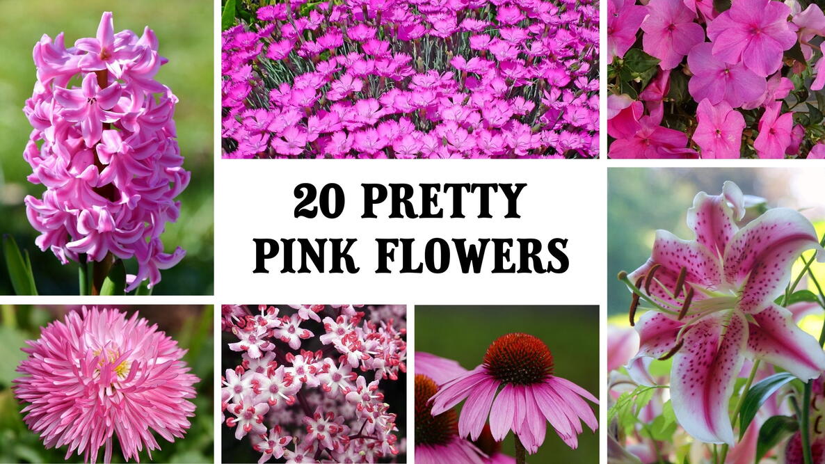 20 pretty pink flowers, coneflowers, lilies, begonias