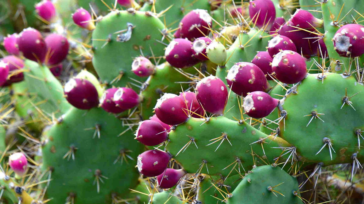 Prickly Pear