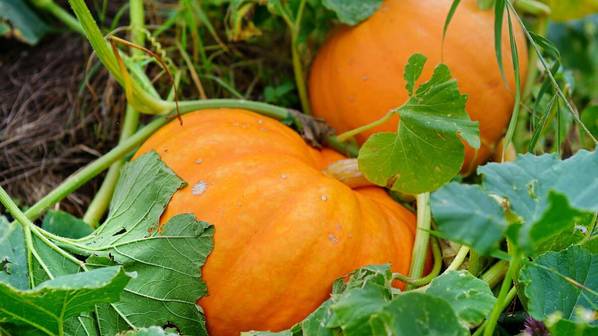 two orange pumpkins on a green vine growing in the garden